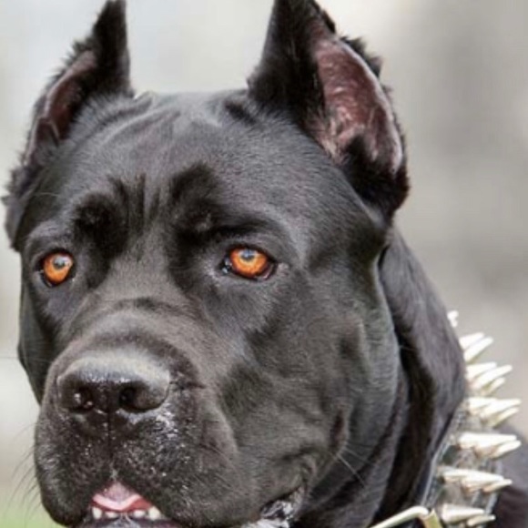 Meet your Posher, Bryce - Picture 1 of 1